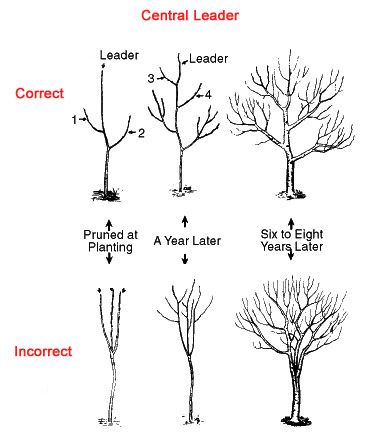 Tree Trimming and Pruning Tips At Home