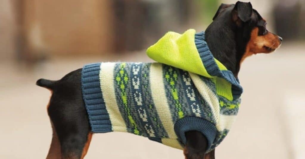 Hand-Knit Miniature for dogs